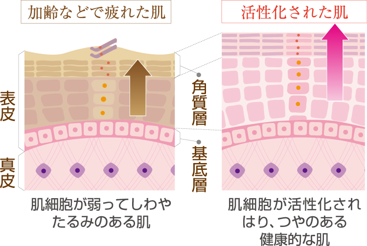 活性された肌